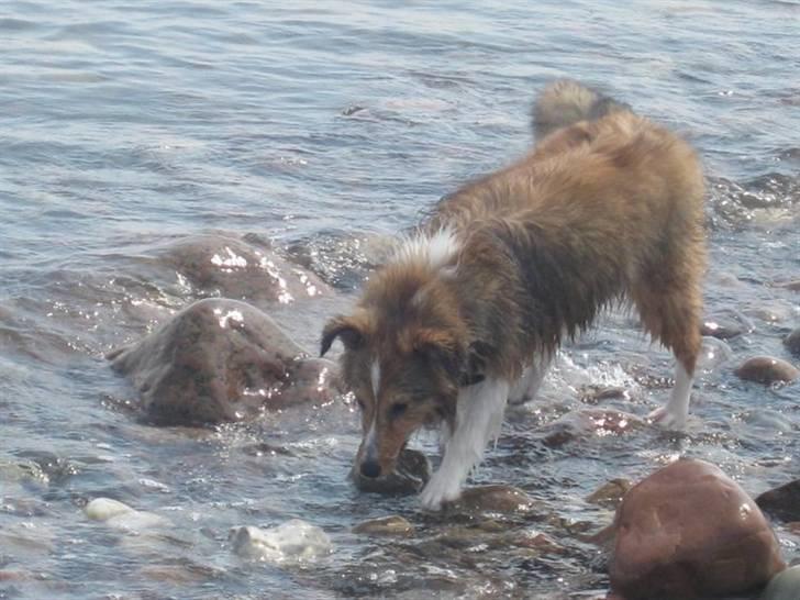 Shetland sheepdog Pixie - Vandhunden Pixie, 6 måneder. Langeland 2010. billede 16