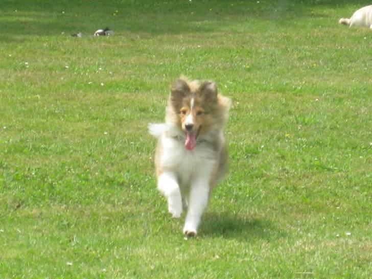 Shetland sheepdog Pixie - Pixie i løb, 6 måneder. Langeland 2010. billede 17