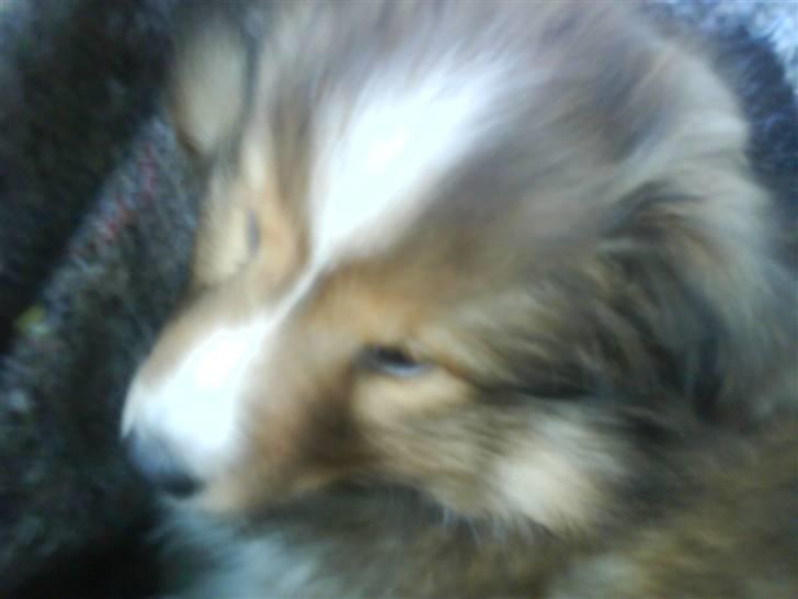 Shetland sheepdog Pixie - Pixie, da vi er på vej hjem fra opdrætteren, 27/2-10. 8 uger <3 billede 18