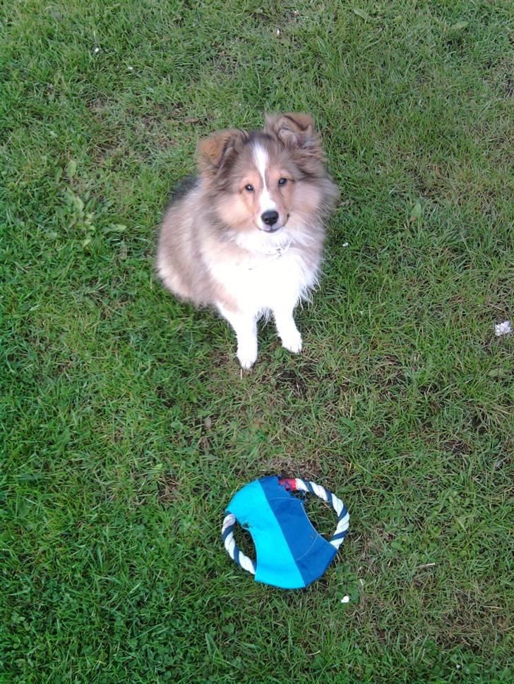 Shetland sheepdog Pixie - Pixie med yndlings legetøj. ca 5 måneder billede 19