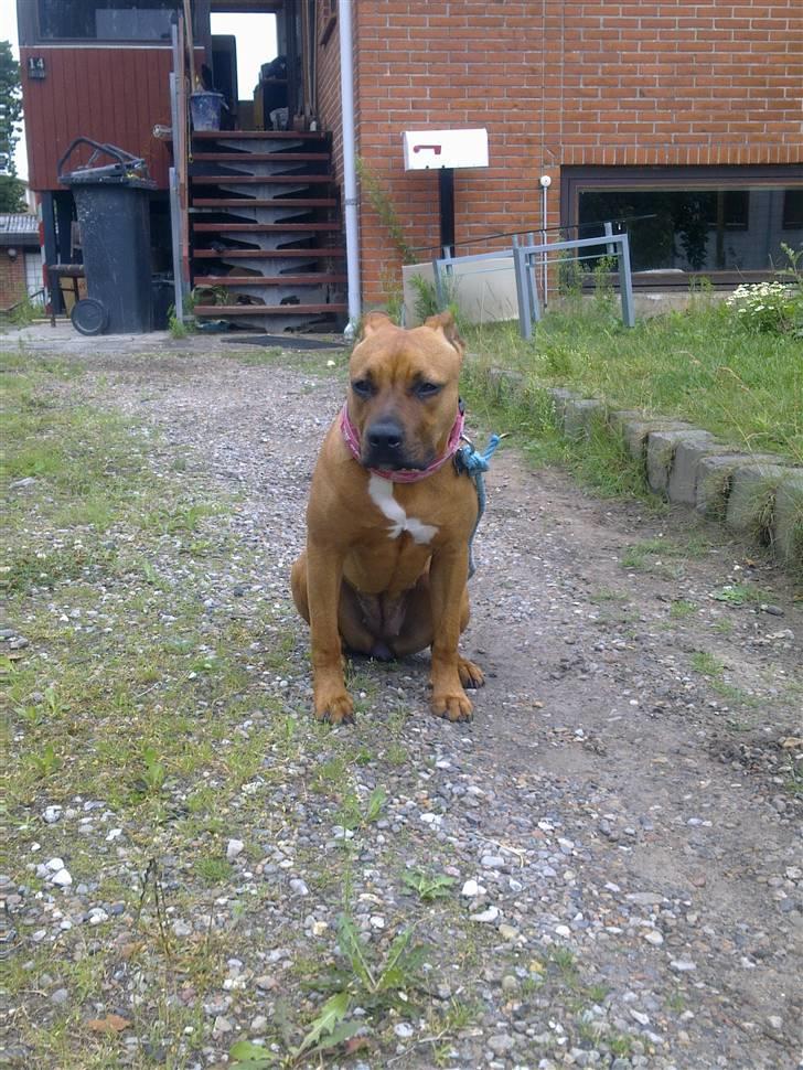 Amerikansk staffordshire terrier Mille billede 19