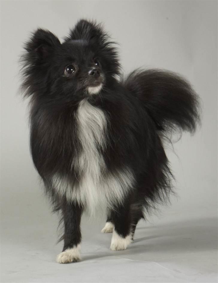 Pomeranian Jebbe - december 2010 :) billede 5