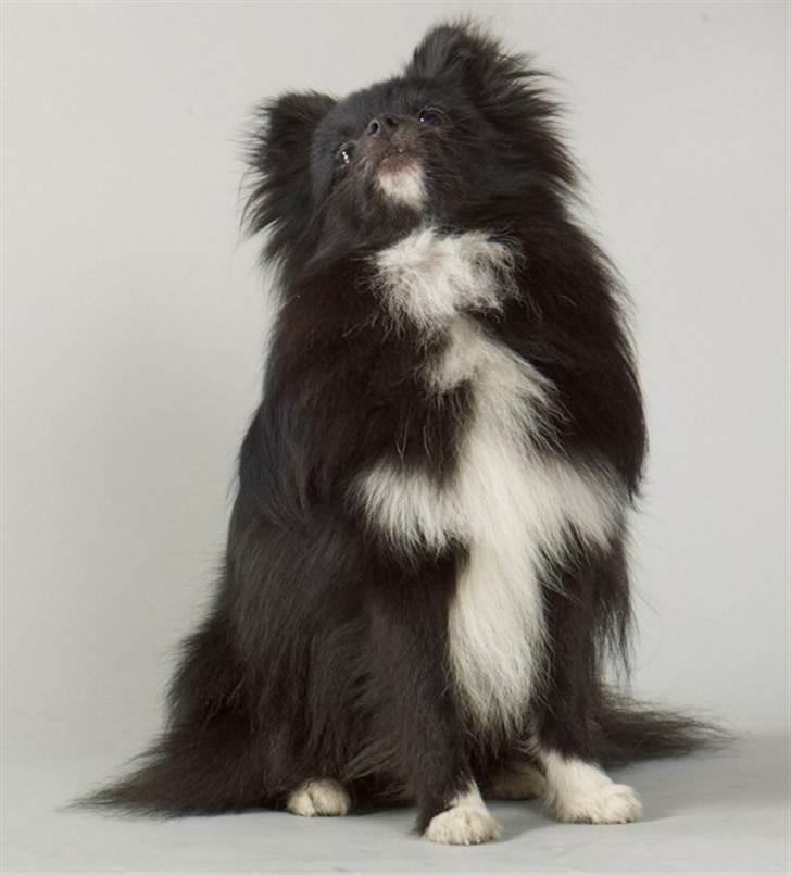 Pomeranian Jebbe billede 2