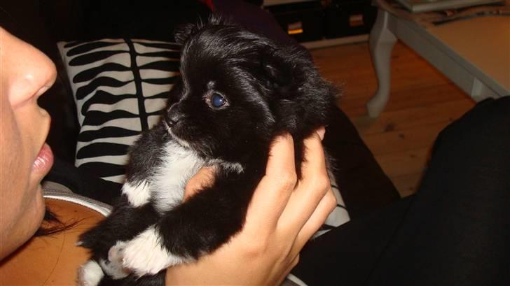 Pomeranian Jebbe billede 16