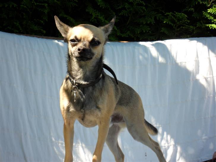 Chihuahua Slayer billede 10