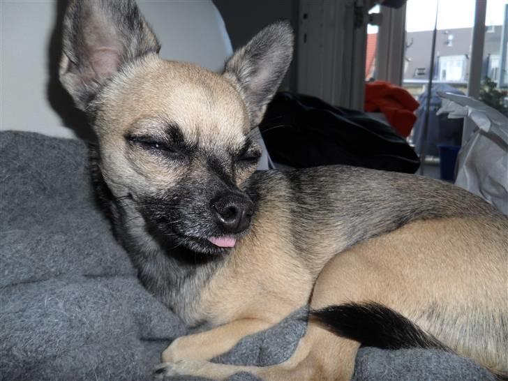 Chihuahua Slayer billede 11