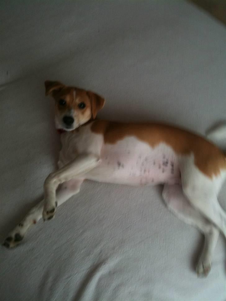 Dansk svensk gaardhund Miley - Det er helt sikkert hun vil sove nu ;) billede 2