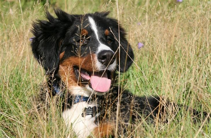 Berner sennenhund Canto - D. 13-09-2010 På marken Foto: M.Eiby billede 1