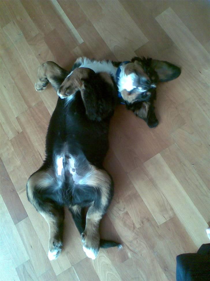 Berner sennenhund Canto billede 2