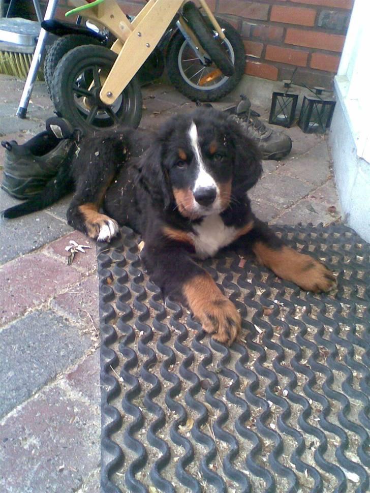 Berner sennenhund Canto - Første billed af Cantodrengen billede 3