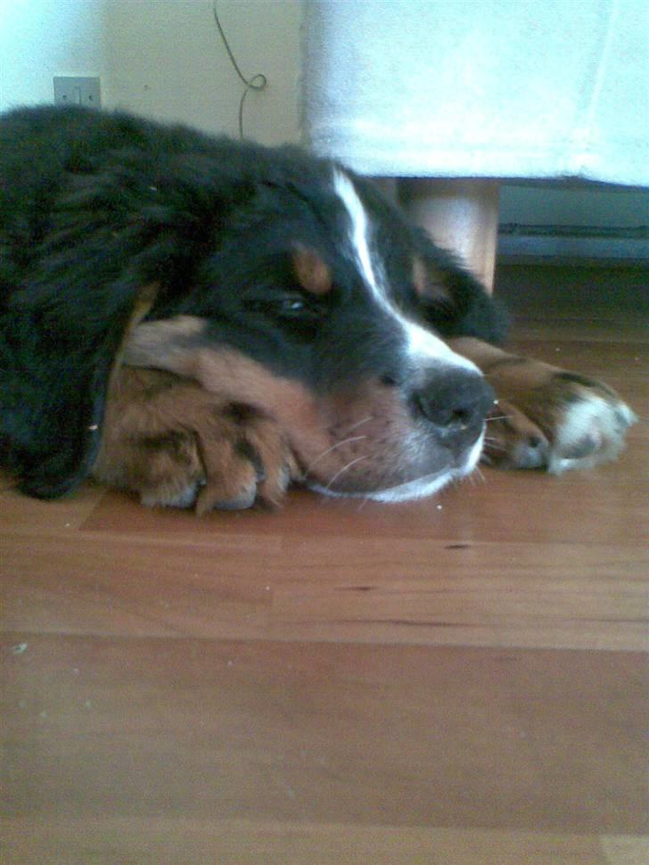 Berner sennenhund Canto - Så træt, det er hårdt at være hundehvalp billede 4