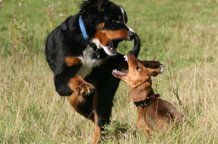 Berner sennenhund Canto - D. 13-09-2010 Canto og legekammeraten Saxo igang med vild leg billede 5