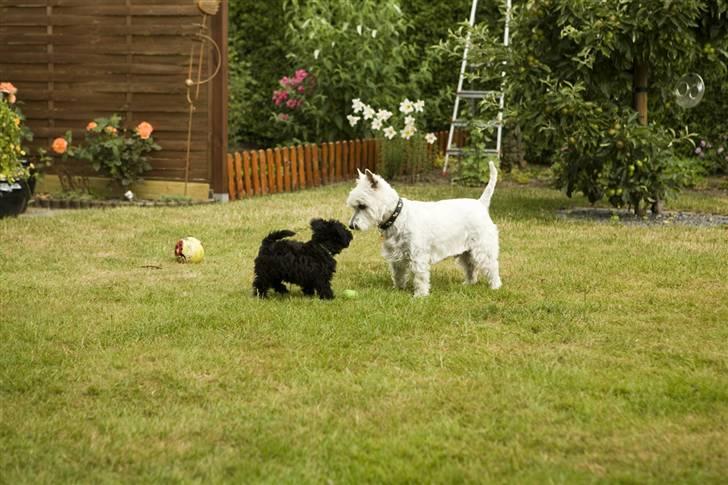 Blanding af racer Egon - Egon leger med min mor og stedfars hund Bølle  billede 2