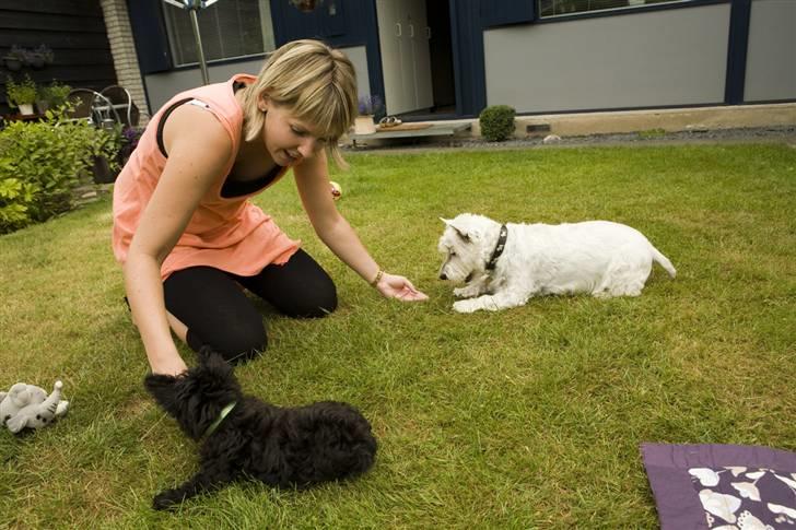 Blanding af racer Egon - Lige lidt træning med hundene  billede 3