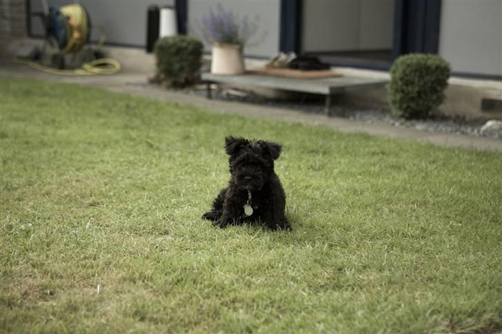 Blanding af racer Egon - Egon 9 uger billede 4