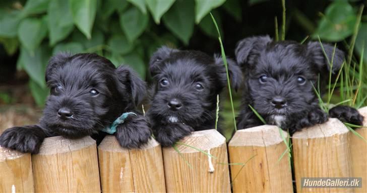 Blanding af racer Egon - Egon sammen med sine søskende billede 5