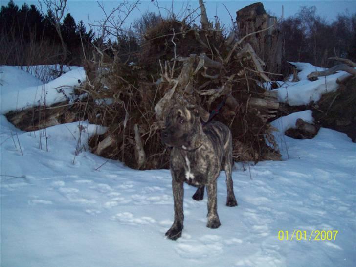 Dogo canario Loke billede 2