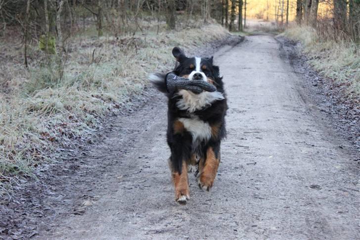 Berner sennenhund Østersø Pedersens Aika - Jeg kommer med din vante nu!! :D. JEG ER PÅ VEJ! billede 15