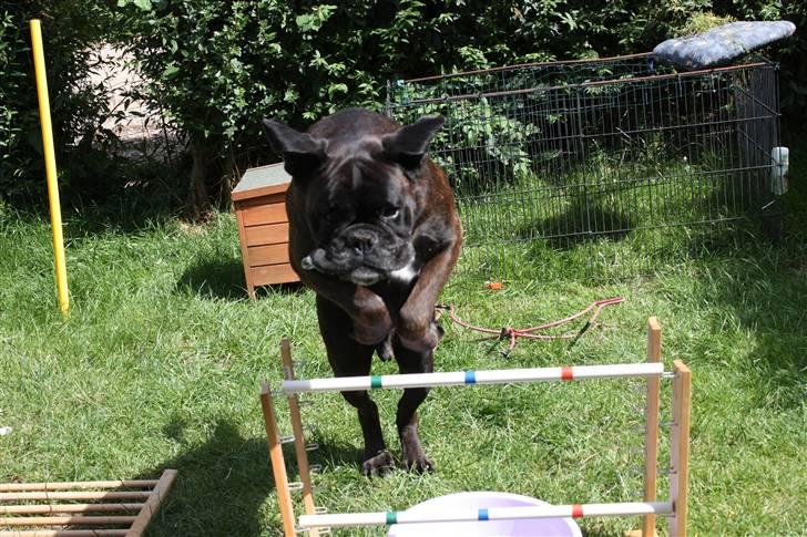 Boxer Basse/Boss - Spriiing (Juli) Foto: rikke. :) billede 12