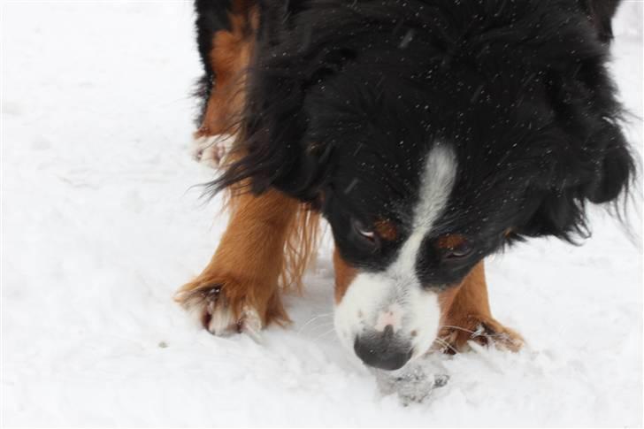 Berner sennenhund Østersø Pedersens Aika - Snuser lige til sneen, vinteren 2009 :). billede 16