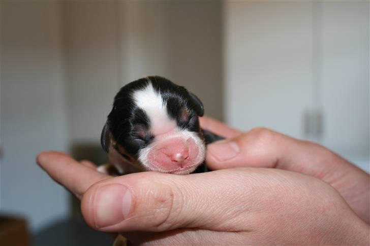 Cavalier king charles spaniel Funders First Bella billede 1