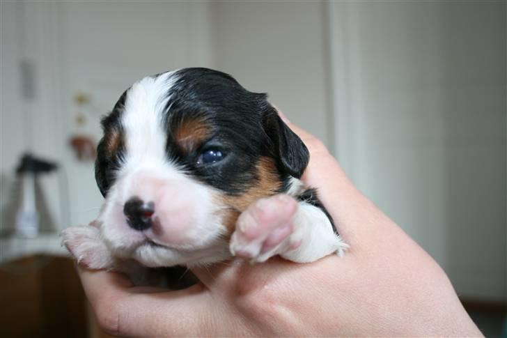 Cavalier king charles spaniel Funders First Bella billede 2