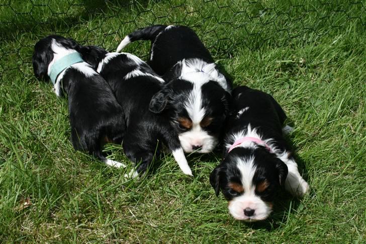 Cavalier king charles spaniel Funders First Bella billede 3