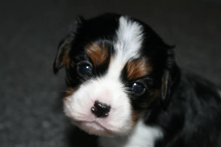 Cavalier king charles spaniel Funders First Bella billede 4