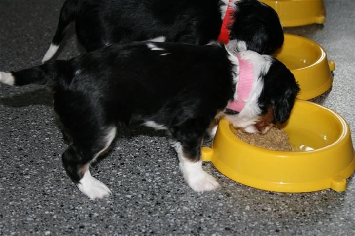 Cavalier king charles spaniel Funders First Bella billede 5