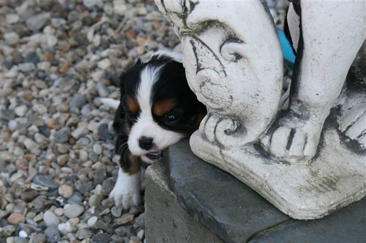 Cavalier king charles spaniel Funders First Bella billede 6