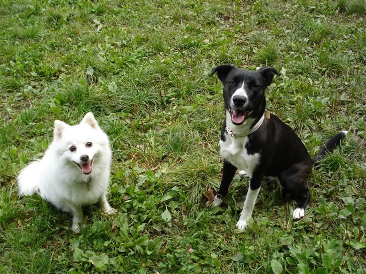 Japansk spids Benji billede 12