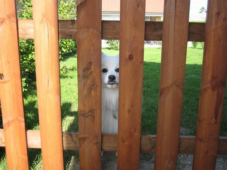 Japansk spids Benji billede 13