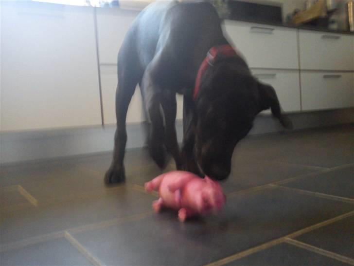 Grand danois Luna (ikke min mere) billede 14