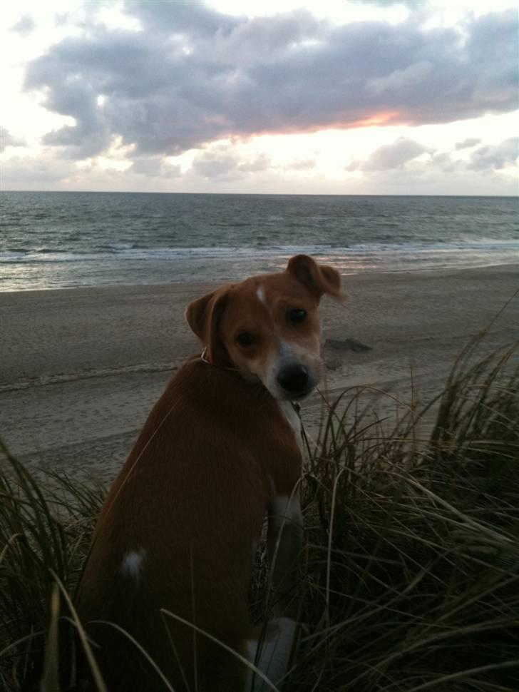 Dansk svensk gaardhund Miley - Det er dejligt ved vesterhavet billede 3