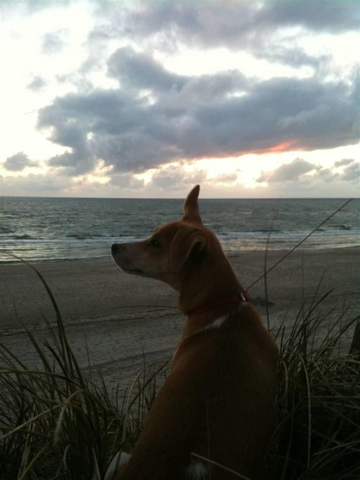 Dansk svensk gaardhund Miley - Hehe, elsker det billed billede 4