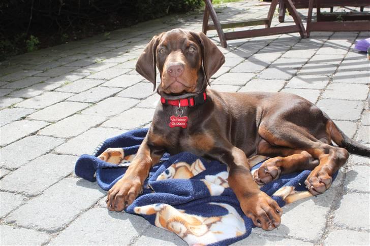 Dobermann RD Attractive Anastacia billede 3