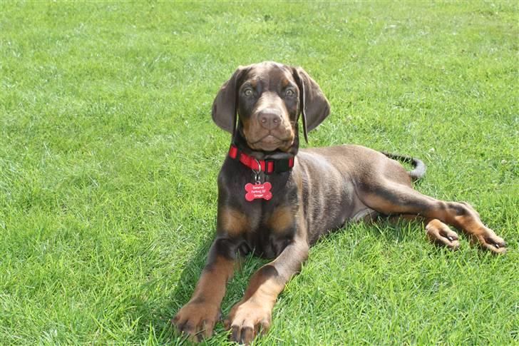 Dobermann RD Attractive Anastacia - 10 uger billede 4