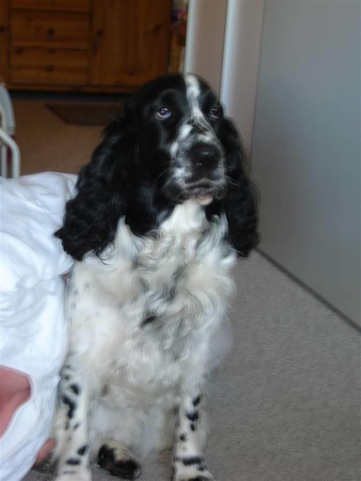 Cocker spaniel Mille. R:I.P 020811. kl. 12,27 - Her er Mille, som jeg allerede elsker utroligt meget. billede 1