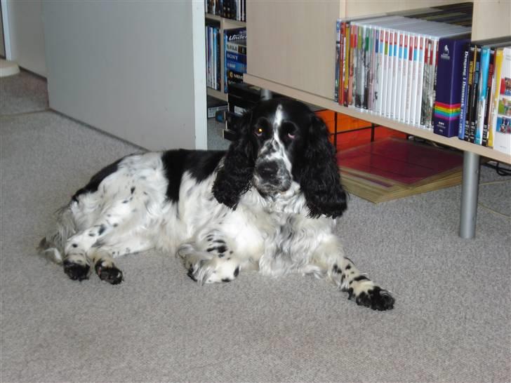 Cocker spaniel Mille. R:I.P 020811. kl. 12,27 - behøver jeg at skrive at "hun er smuk?" billede 3