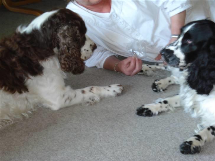 Cocker spaniel Mille. R:I.P 020811. kl. 12,27 - Mille med sin storesøster Lady billede 4