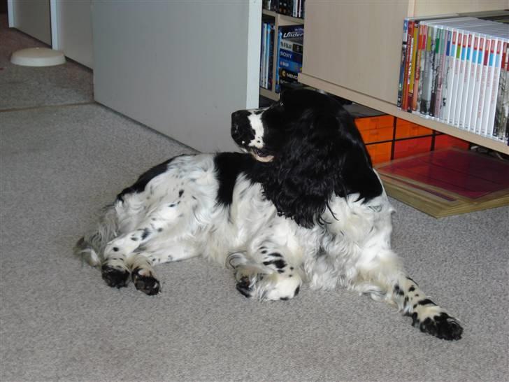 Cocker spaniel Mille. R:I.P 020811. kl. 12,27 - Hov, mor forlod stuen :-( billede 5