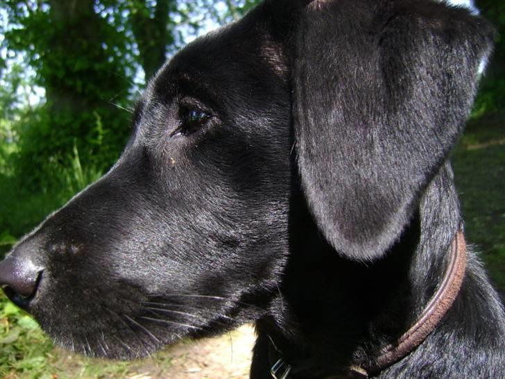 Labrador retriever Walther billede 1