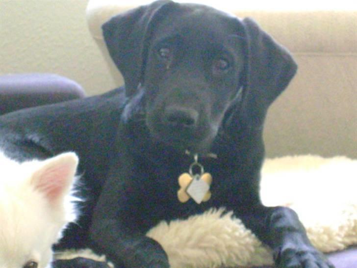 Labrador retriever Walther billede 2