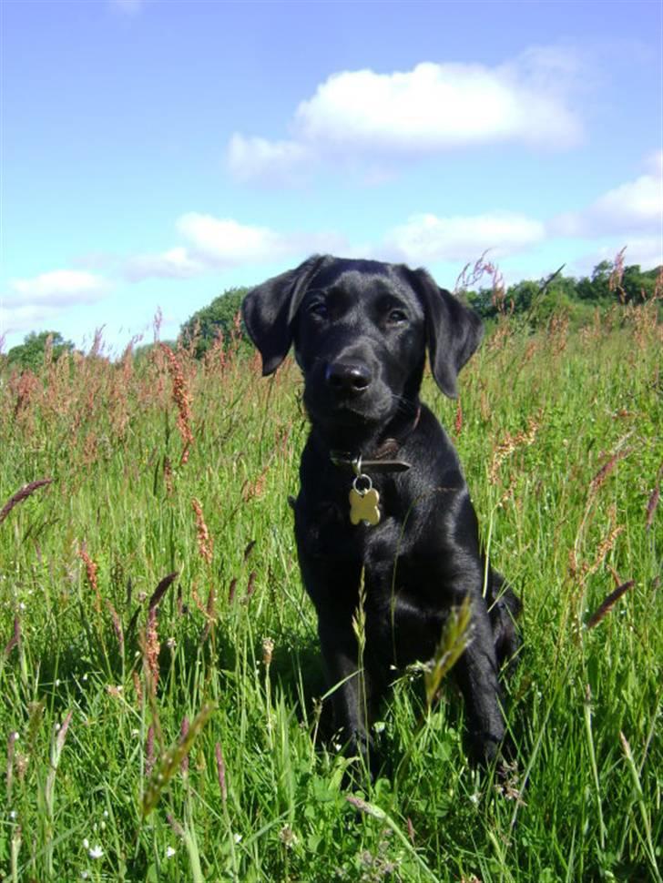 Labrador retriever Walther billede 3