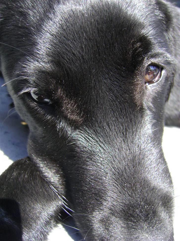 Labrador retriever Walther billede 4