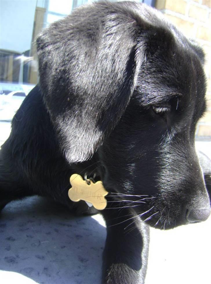 Labrador retriever Walther billede 5