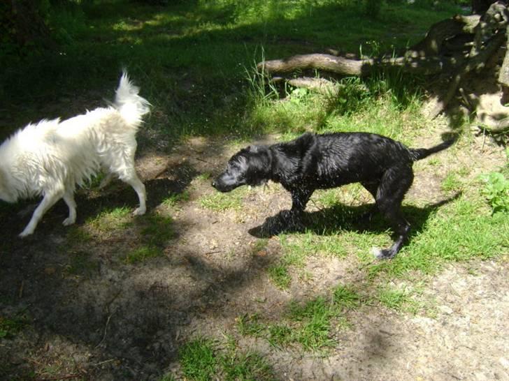 Labrador retriever Walther billede 6
