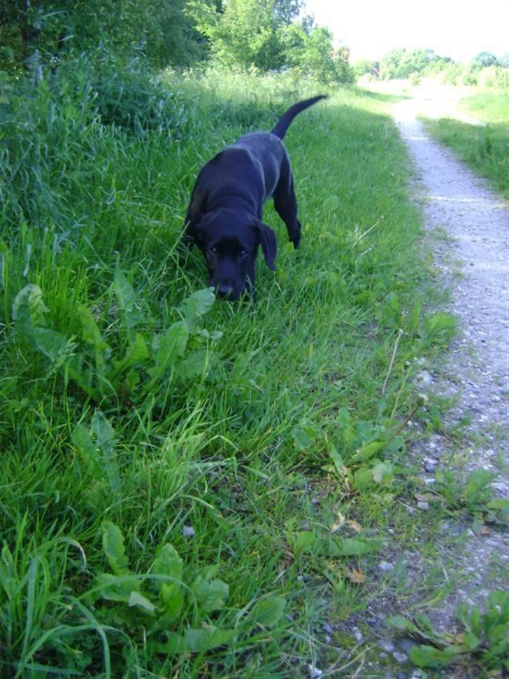 Labrador retriever Walther billede 7