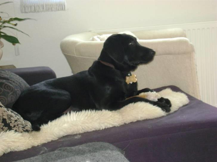 Labrador retriever Walther billede 8