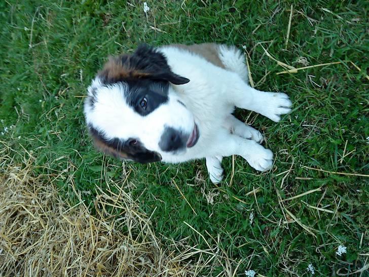 Sankt bernhardshund Frida RIP billede 7